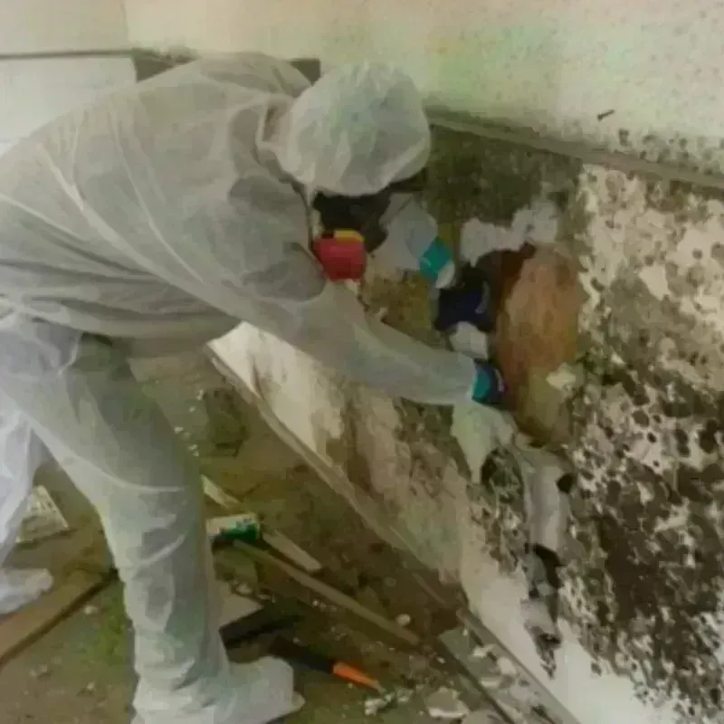 Mold Remediation and Removal in Polk County, MN